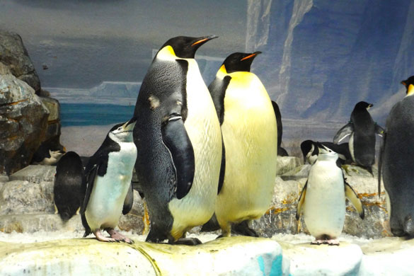 ペンギン大行進