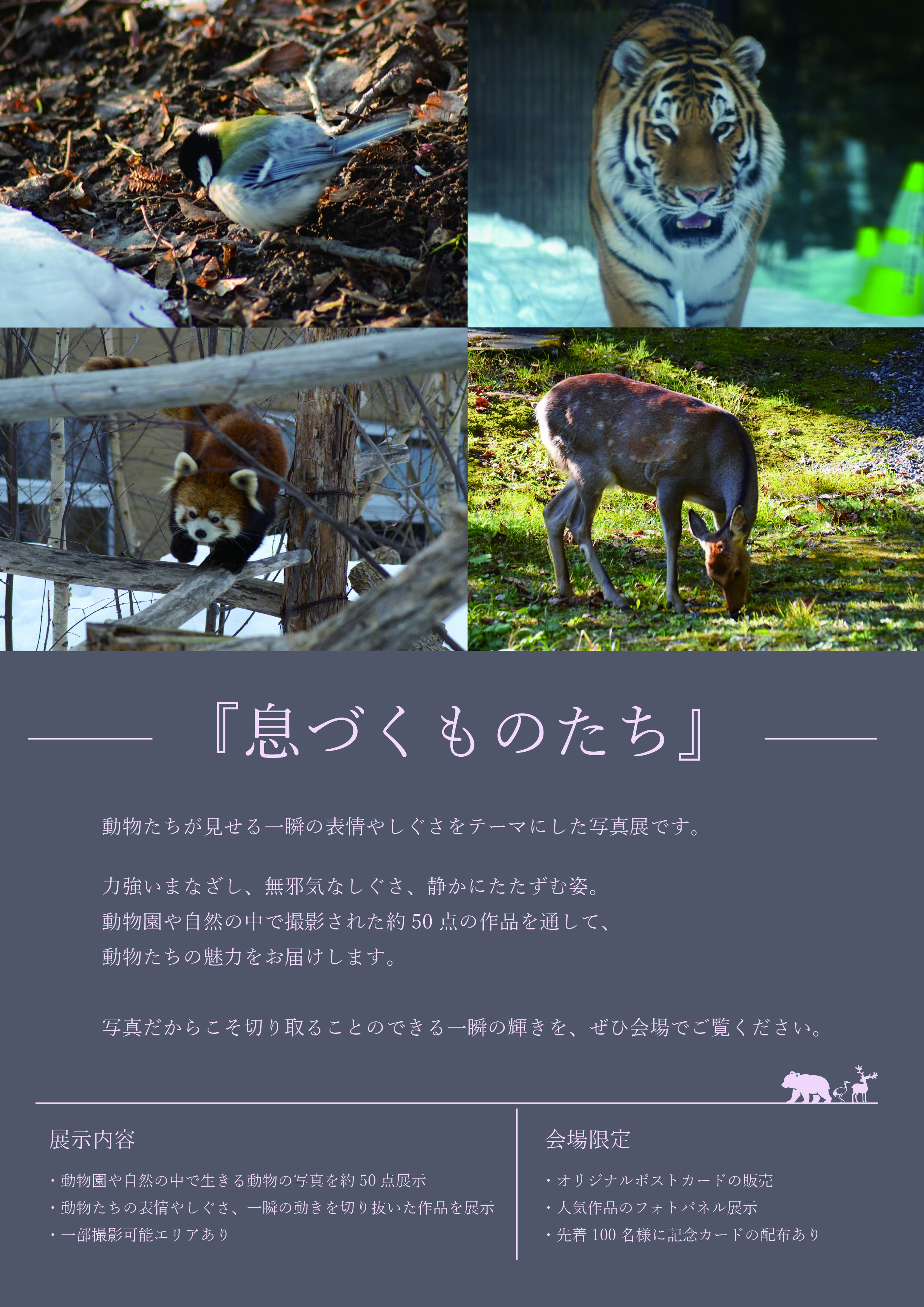 写真展息づくものたちのフライヤー裏面