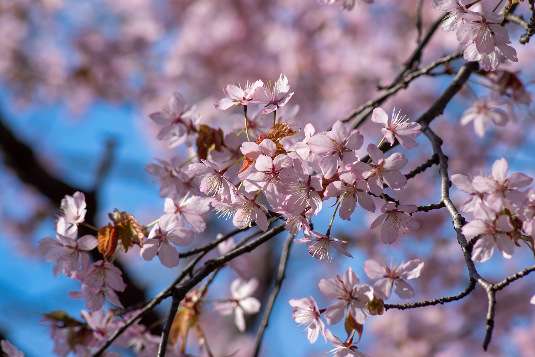 桜の写真